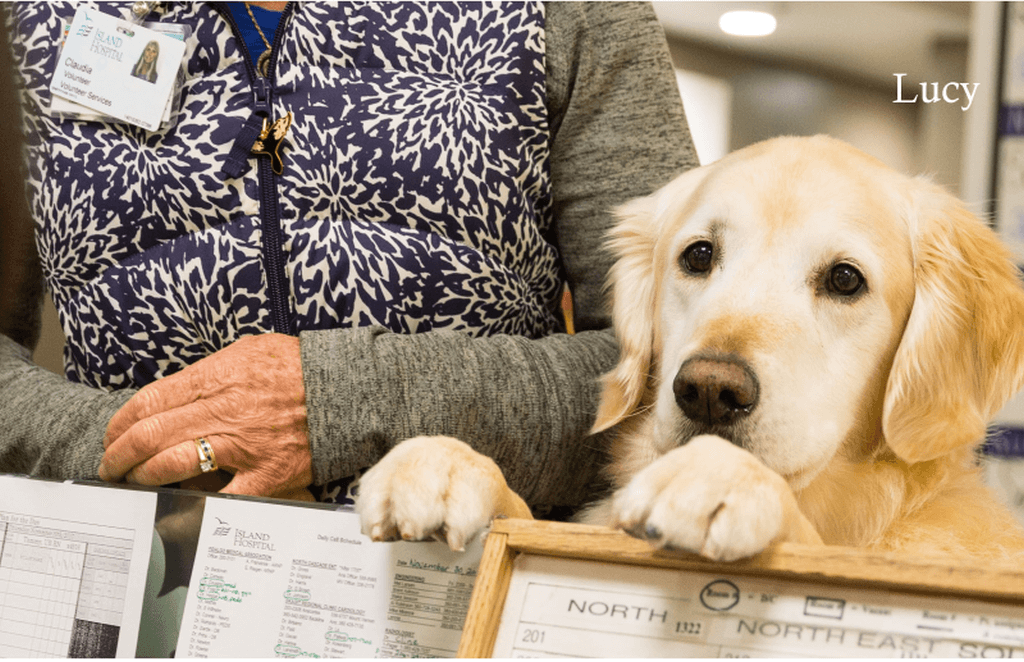 You are currently viewing Puppy Love Benefits Patients & Staff